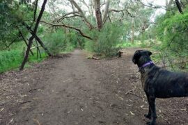 Damper Creek Walking Track Mount Waverley