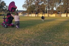 Davey Oval & Playground Salisbury East