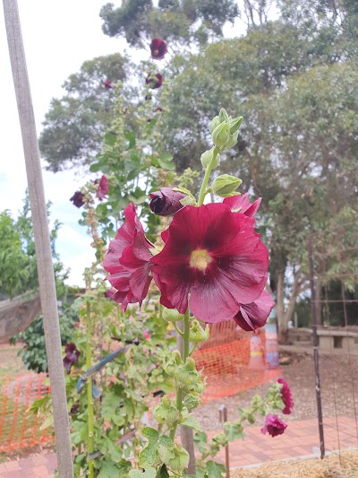 Duck Flat Community Garden Mount Barker (SA)