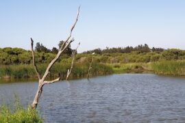 Dutton Avenue Reserve Mawson Lakes