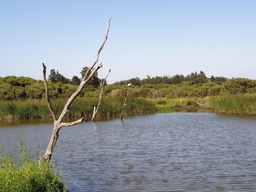 Dutton Avenue Reserve Mawson Lakes