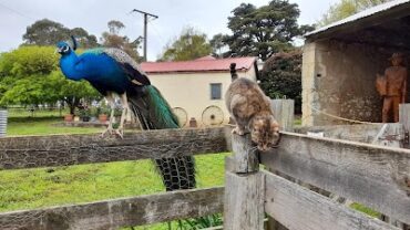 Echo Farm Mount Gambier