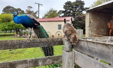 Echo Farm Mount Gambier