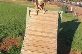 Edwards Park Dog Exercise Area Kalgoorlie