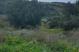 Field River Public Land Trail Reynella