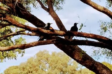 Gamay Drive Playground Woodcroft (SA)