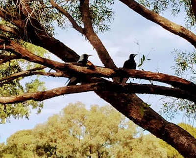 Gamay Drive Playground Woodcroft (SA)