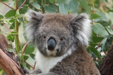 Gorge Wildlife Park Munno Para West