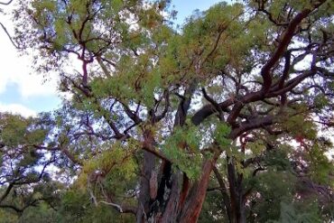 Harold Field Reserve Kardinya