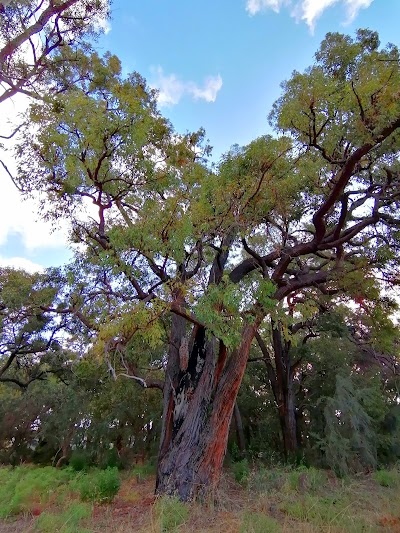 Harold Field Reserve Kardinya