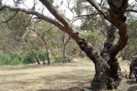 Immanuel Conservation Reserve Greenwith