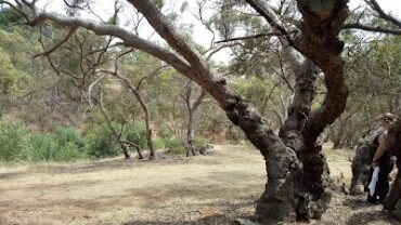 Immanuel Conservation Reserve Greenwith