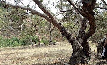 Immanuel Conservation Reserve Greenwith