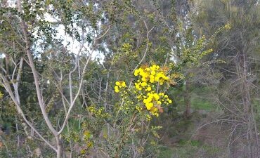 Yam Daisy Park / Kantarilla (Park 3) North Adelaide