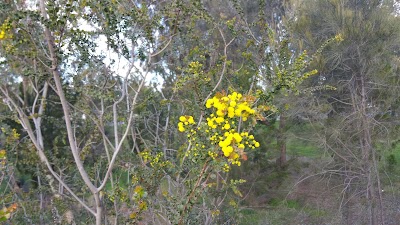 Yam Daisy Park / Kantarilla (Park 3) North Adelaide