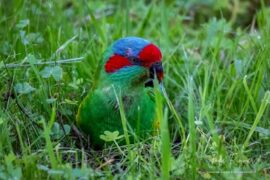 Kingfisher Reserve Modbury Heights