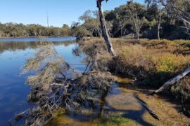 Koolyanga Reserve Greenfields