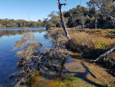 Koolyanga Reserve Greenfields