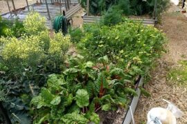 Lochiel Park Community Garden Campbelltown (SA)