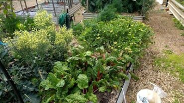 Lochiel Park Community Garden Campbelltown (SA)