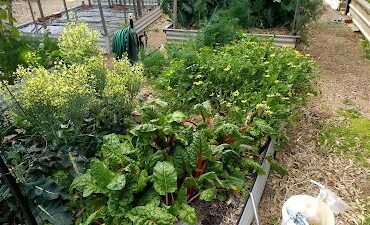 Lochiel Park Community Garden Campbelltown (SA)