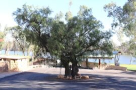 Loxton's Pepper Tree Loxton