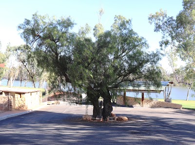 Loxton's Pepper Tree Loxton