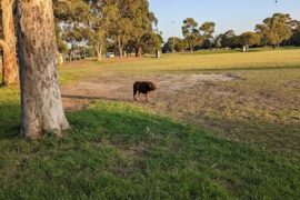 McDonell Park Northcote