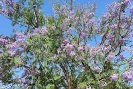 McGee Street Park Whyalla Stuart