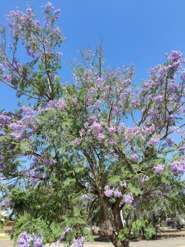 McGee Street Park Whyalla Stuart