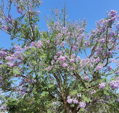 McGee Street Park Whyalla Stuart