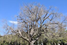 Mitchell Park Busselton