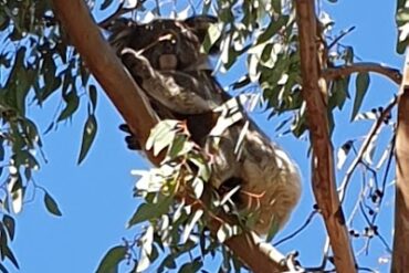 Monaro Reserve Aberfoyle Park