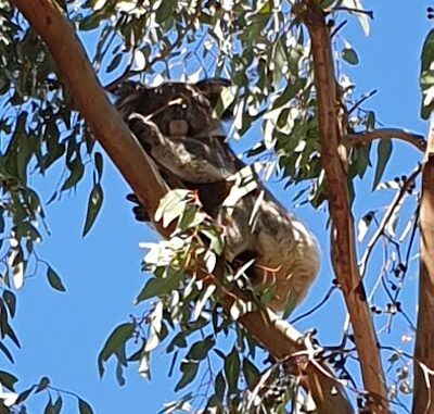 Monaro Reserve Aberfoyle Park