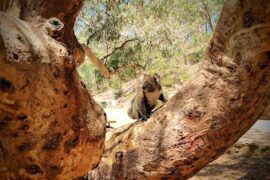 Morialta Play Tree Rostrevor