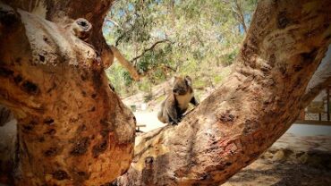 Morialta Play Tree Rostrevor