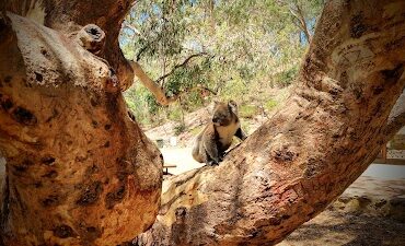 Morialta Play Tree Rostrevor