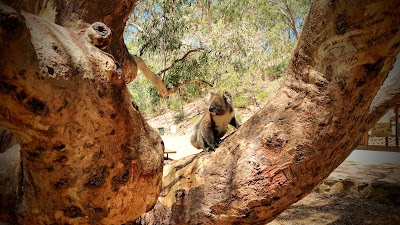 Morialta Play Tree Rostrevor