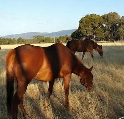 Lefevre Park / Nantu Wama (Park 6) Adelaide