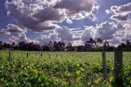 Nicol's Paddock Waurn Ponds