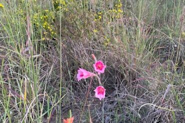 North Kings Park Reserve Karrinyup