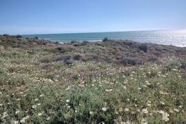 Relaxed Ocean View Meadow Springs