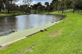 River Torrens Adelaide