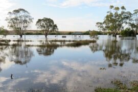 Riverglades Wetlands walking trail Murray Bridge