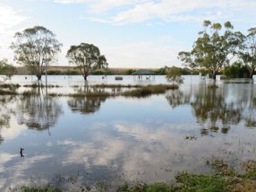 Riverglades Wetlands walking trail Murray Bridge