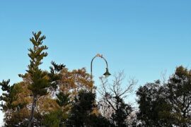 Ron Andrews Park Pakenham