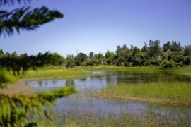 Sanctuary Drive Reserve Mawson Lakes