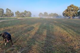 Sebastopol Dog Park Sebastopol