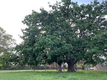 Shepherd Reserve Glen Waverley