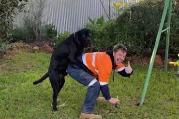 Shepherdson Park, Dog Exercise Area Kalgoorlie